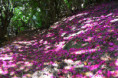 /album/pollone-il-parco-della-burcina/burcina-034-jpg/