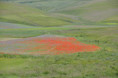 /album/norcia-e-castelluccio-una-tavolozza-di-colori1/dsc9210-jpg1/