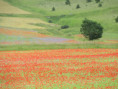 /album/norcia-e-castelluccio-una-tavolozza-di-colori1/img-2848-jpg/
