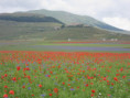 /album/norcia-e-castelluccio-una-tavolozza-di-colori1/img-2849-jpg/