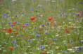 /album/norcia-e-castelluccio-una-tavolozza-di-colori1/dsc9241-jpg1/